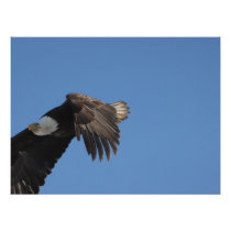 On Eagle Wings Photo Art