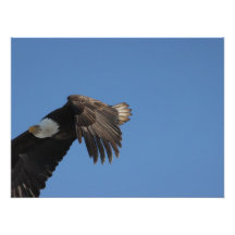On Eagle Wings Photo Art