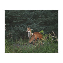 On Guard Canvas Print