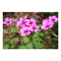 On My Doorstep Photo Print