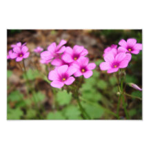 On My Doorstep Photo Print