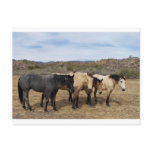 On My Walk With Ronda We Saw These Horses Postcard
