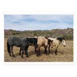 On My Walk With Ronda We Saw These Horses Postcard