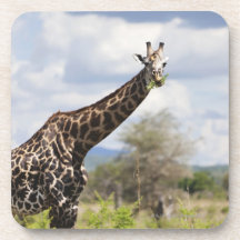 On safari in Tanzania, Africa. Beverage Coasters