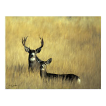 On the Lookout Mule Deer Postcards