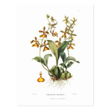 Oncidium insleayi post card