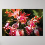 Oncidium Orchid - Eye Candy Print