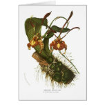 Oncidium papilio cards