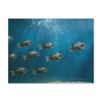 One black sea bass leading a school post cards