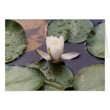 One Blossom Greeting Cards