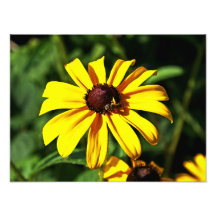 One Bright Yellow Black-Eyed Susan Flower with Bee Photo