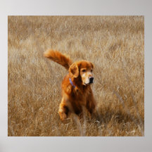 One Handsome Golden retriever Print