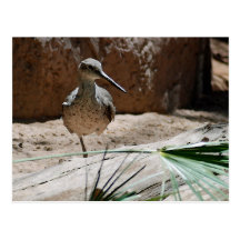 One-Legged Bird Postcard