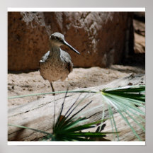 One-Legged Bird Poster/Print