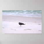 One Legged Seagull Print