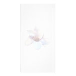 One Magnolia Blossom Picture Card