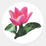 One Pink Tulip Stickers