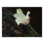 One Pretty Flower Photo