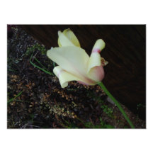 One Pretty Flower Photo