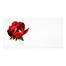 One Red Peony Photo Greeting Card