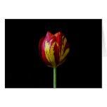 One Tulip - Card