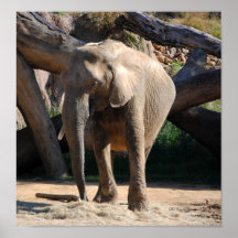 One Tusk Print