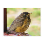 One Week Old Robin On a Perch Postcard
