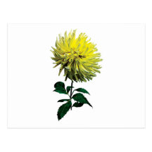 One Yellow Dahlia Postcards