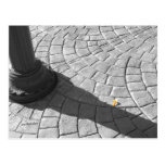 one yellow petal post card