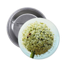 Onion, allium cepa  flowers pins
