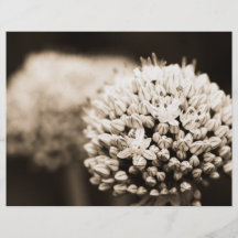 Onion flowers flyer design