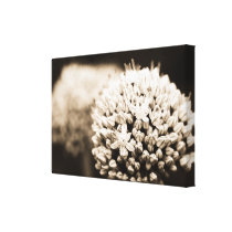 Onion flowers canvas prints