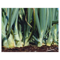 Onions, Grand Bend, Ontario, Canada Personalized Flyer