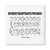 Ontogeny Recapitulates Phylogeny (Biology)