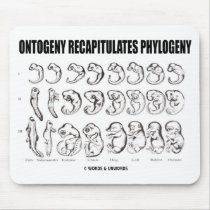 Ontogeny Recapitulates Phylogeny (Biology)