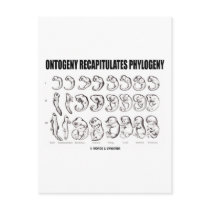 Ontogeny Recapitulates Phylogeny (Biology)