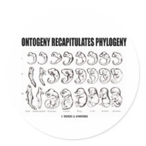 Ontogeny Recapitulates Phylogeny (Biology)