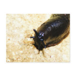 Ooey Gooey Black Slug Post Cards