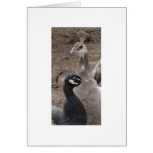 Opal Peacock And Peahen Greeting Cards