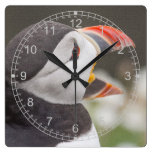Open Beaked Puffin Clock
