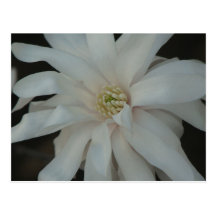 Open Magnolia Centennial Postcard