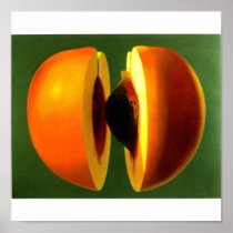 open peach painting - poster