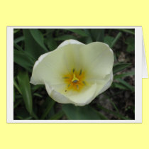 Open White Tulip cards
