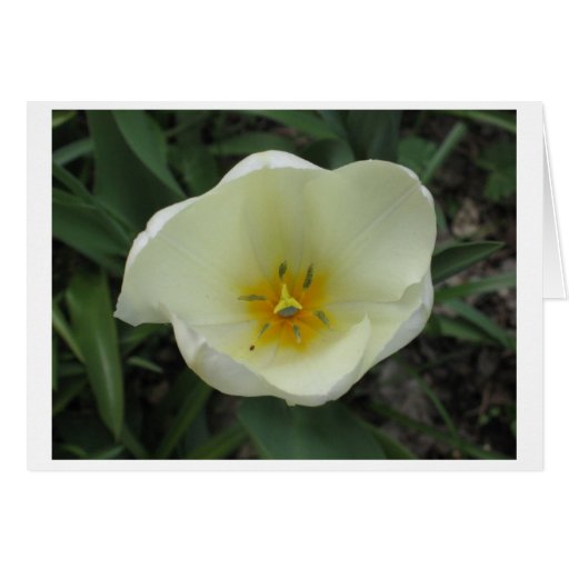 Open White Tulip Cards