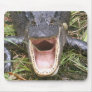 Open Wide! Florida Alligator