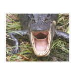 Open Wide! Florida Alligator postcards