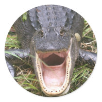 Open Wide! Florida Alligator