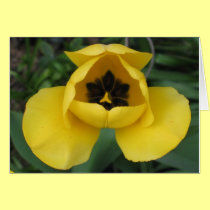 Open Yellow Tulip cards