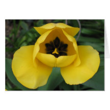 Open Yellow Tulip Greeting Card