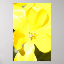 "OPEN YELLOW TULIP" POSTERS